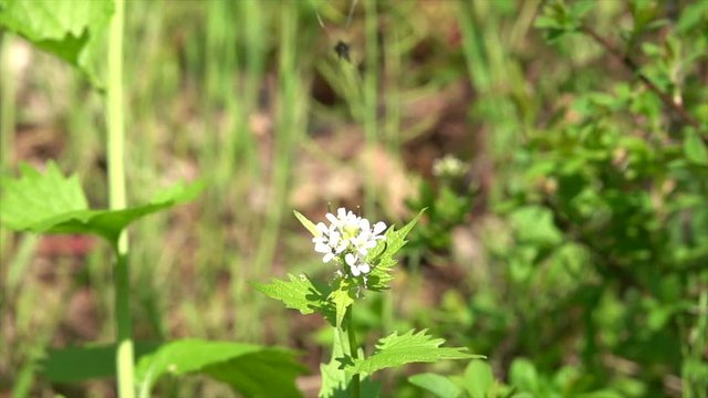 Langhornmotte (Adela reaumurella)