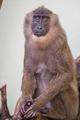 sad baboon