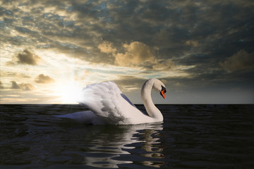 Fototapeta na wymiar floating, lonely swan