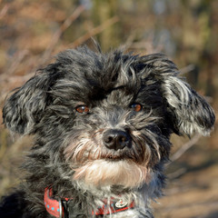 zwergpudel-mischling, portrait