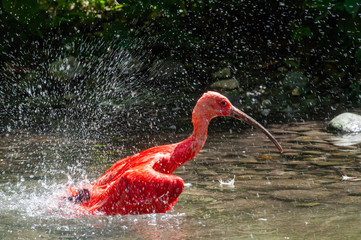 red ibis with water