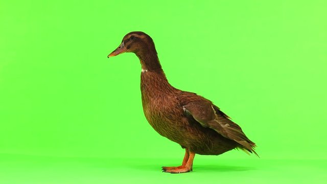 brown duck walks on green screen
