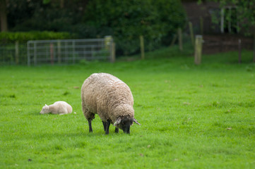 sheep on green field