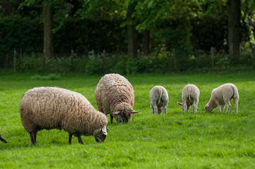 Naklejka na ściany i meble sheep on green field