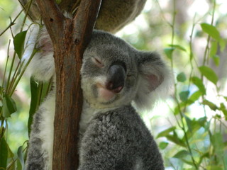 Close up of an Australian Koala sleeping in a tree