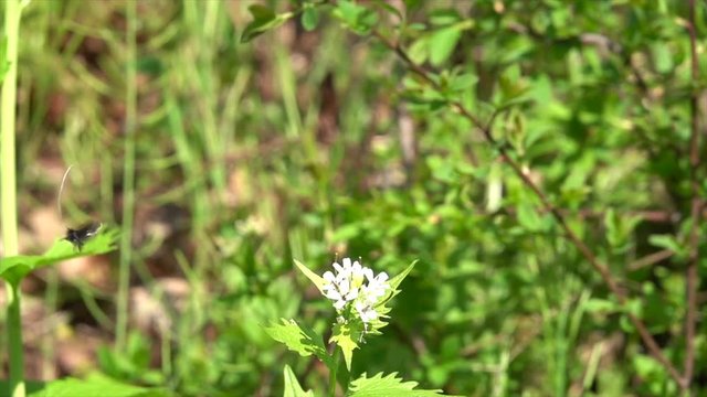 Langhornmotte (Adela reaumurella)