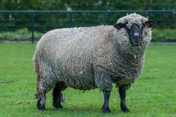 Obraz premium sheep on green field
