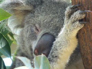 Close up of an Australian Koala