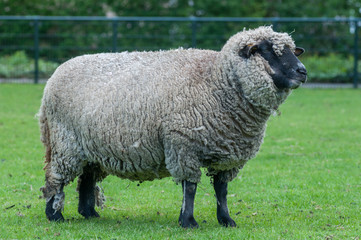 sheep on green field