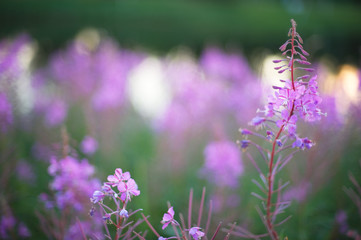 Obraz premium Fireweed flowers (Epilobium angustifolium) in summer evening light. Soft focus image.
