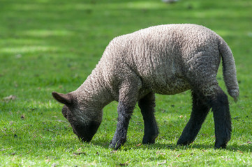 sheep on green field