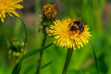 Bumblebee collect nectar from the dandelion close-up. medicinal Taraxacum officinale flower on blurred green background