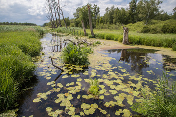 Die Kanzach kurz nach dem Federsee bei Bad Buchau