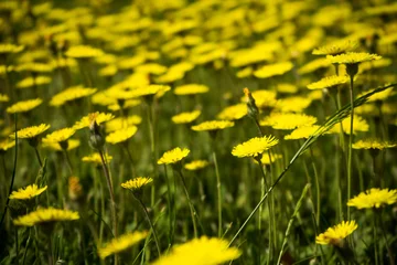 Fototapete Grass and yellow flowers © Anna Plonka
