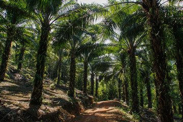 Palm plantation in Indonesia of which palm oil is made