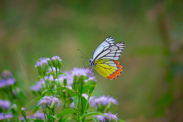 Beautiful Indian Jezebel Butterfly sitting on the flower plant in its natural habitat