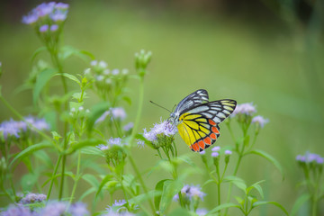 Beautiful Indian Jezebel Butterfly sitting on the flower plant in its natural habitat