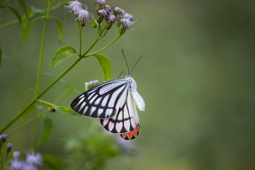 Beautiful Indian Jezebel Butterfly sitting on the flower plant in its natural habitat