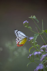 Beautiful Indian Jezebel Butterfly sitting on the flower plant in its natural habitat