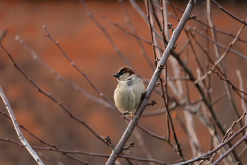 English house sparrow