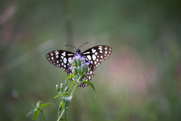 Beautiful blue spotted butterfly sitting on the flower plant in its natural habitat