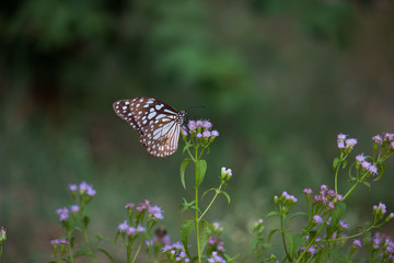 Beautiful blue spotted butterfly sitting on the flower plant in its natural habitat