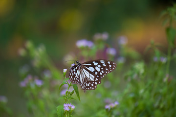Beautiful blue spotted butterfly sitting on the flower plant in its natural habitat