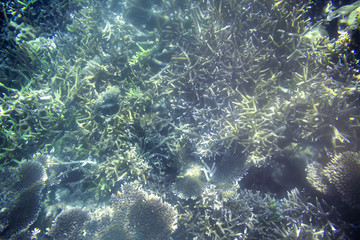 Snorkeling exploring underwater view - beautiful underwater antler carol reef on the seabed, close up