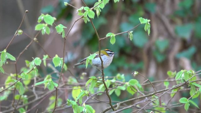 Sommergoldh&auml;hnchen (Regulus ignicapilla)