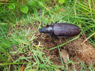 Titan beetle (Titanus giganteus) Cerambycidae family. Location: Presidente Figueiredo, Amazon -...