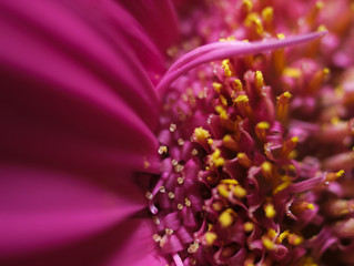 Close up photo of a pink daisy with yellow stamens. Macro photo of beautiful daisy.