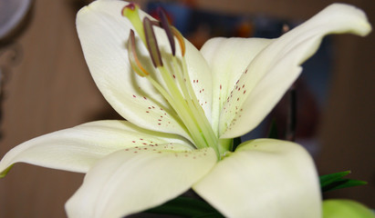 Beautiful white lily flower close up