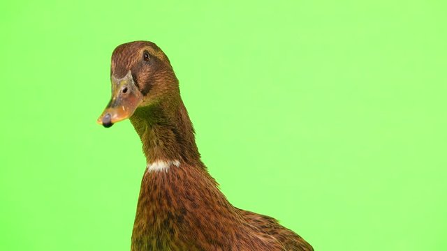 brown duck on green screen