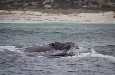 Fototapeta premium Backs of two Southern Right Whales swimming near Hermanus, Western Cape. South Africa.
