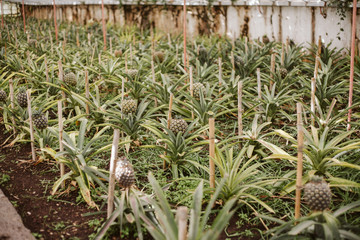 Pineapple Plantation