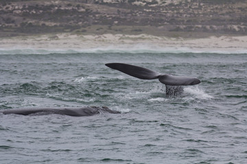 Fototapeta premium Back and tail of Southern Right Whales swimming near Hermanus, Western Cape. South Africa.