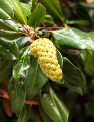 Fruit on a tree in a subtropical climate