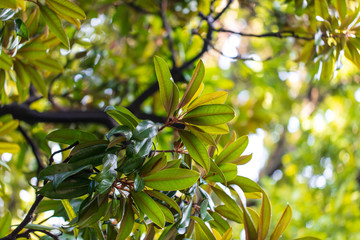 Leaves on a tree in a subtropical climate