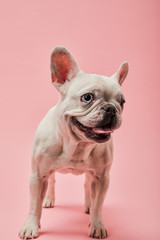 french white bulldog on pink background