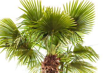 Palm trees in the park. Subtropical climate