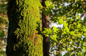 Green moss on a tree in a summer park