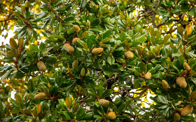 Fruit on a tree in a subtropical climate