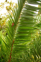Plakat Palm trees in the park. Subtropical climate