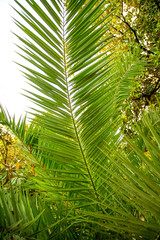 Fototapeta na wymiar Palm trees in the park. Subtropical climate