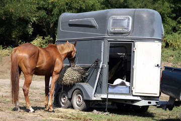Trailer parking for horse transportation © acceptfoto