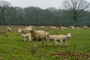 Fototapeta premium sheep on green field