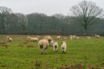 sheep on green field