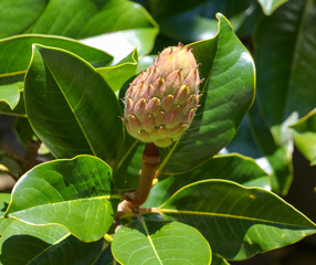 Fruit on a tree in a subtropical climate