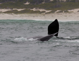 Fototapeta premium Southern Right Whale swimming near Hermanus, Western Cape. South Africa.