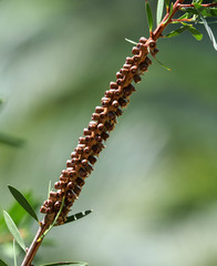 Dry little flowers on a branch of a plant in the subtropics